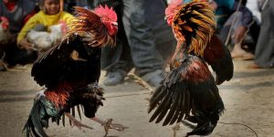 Mẹo chơi đá gà luôn thắng tại C54