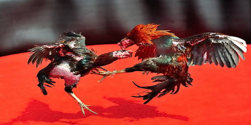 Kiểm tra giống gà trọi - chìa khóa thành công trong mọi trận đấu